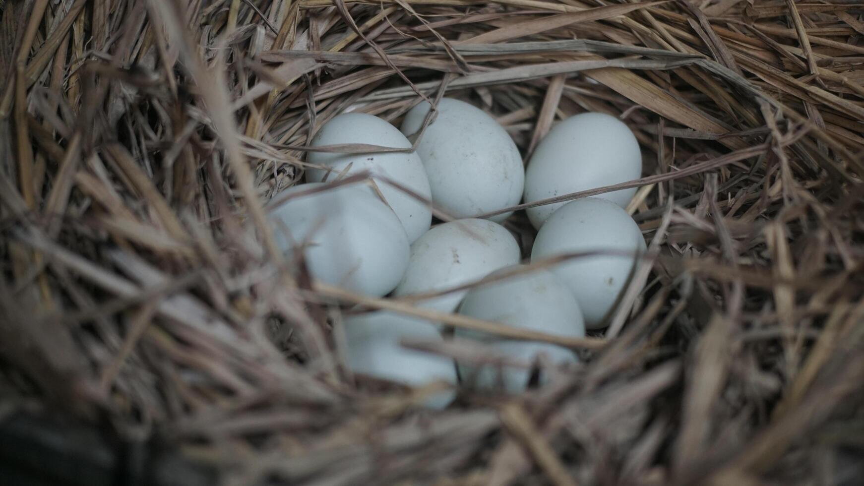 fresh free duck eggs in a nest of hay photo