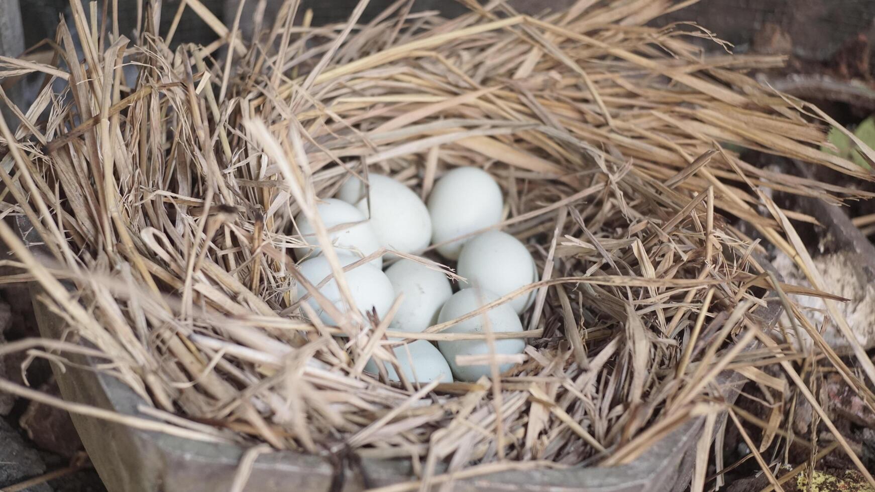 fresh free duck eggs in a nest of hay photo