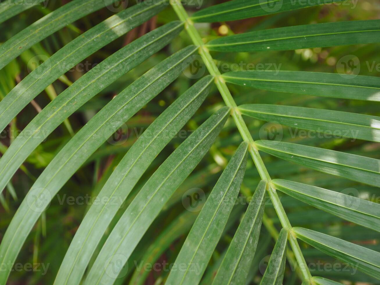 Green palm leaves in the garden, close-up for nature background. photo
