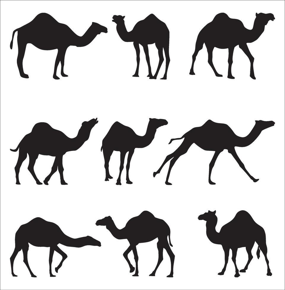 set of silhouettes of one-humped camels. Shadows Large mammal animal. Ship of the desert, steppe. vector