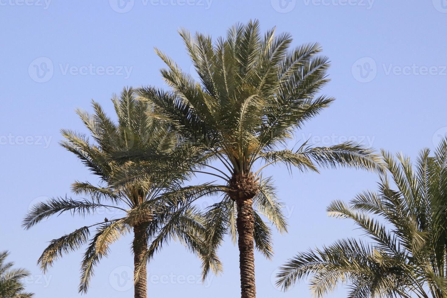 palm trees in the desert with blue sky photo