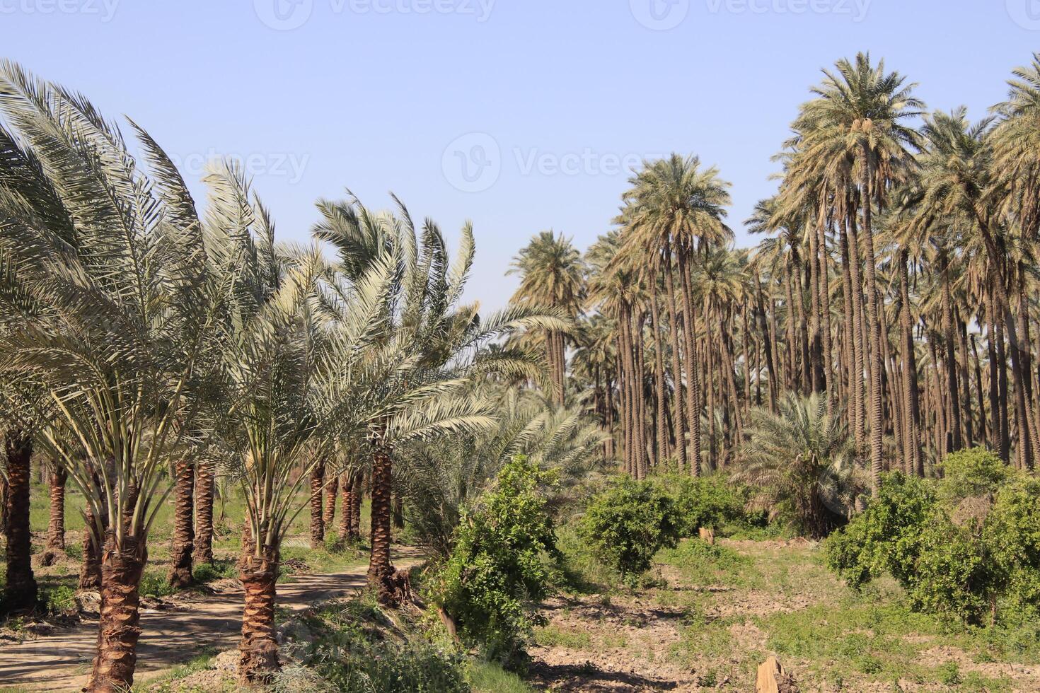 a field of palm trees with blue sky photo