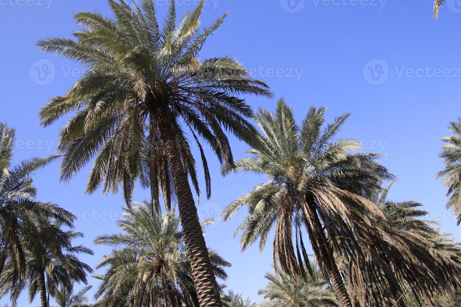 palm trees in the desert with blue sky photo