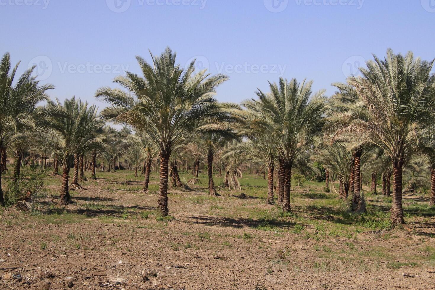 a field of palm trees with blue sky photo