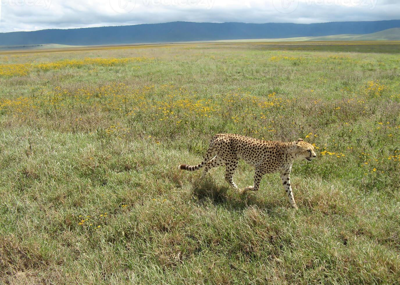 A cheetah in the Ngorongoro Crater walks through a pasture looking for prey on a cloudy spring day photo
