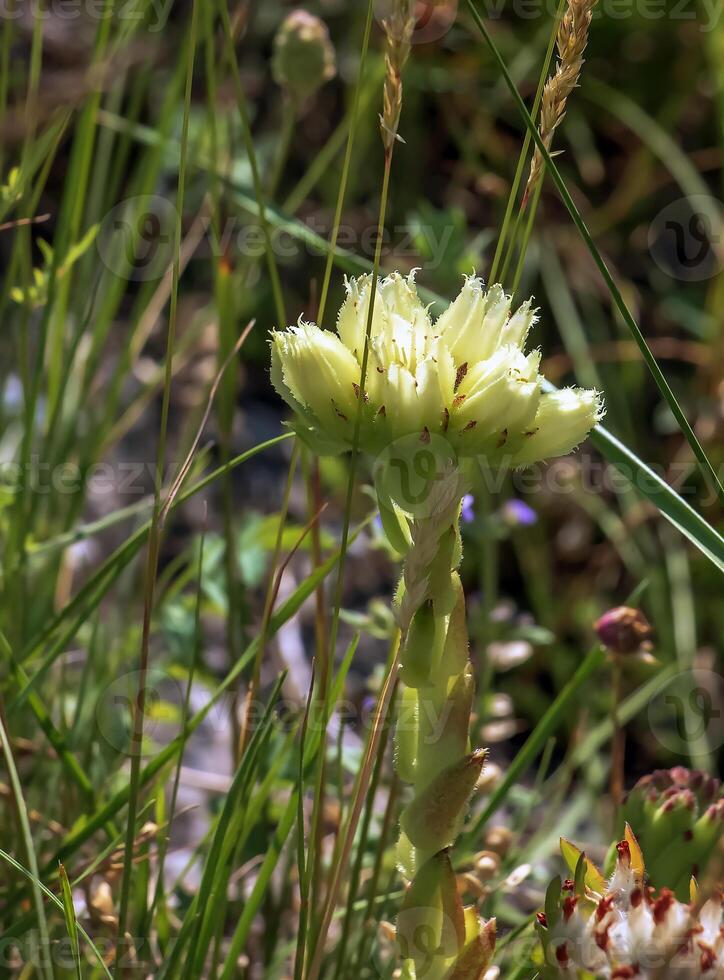 Yellow flower of Sempervivum globiferum Gold Nugget succulent in spring photo