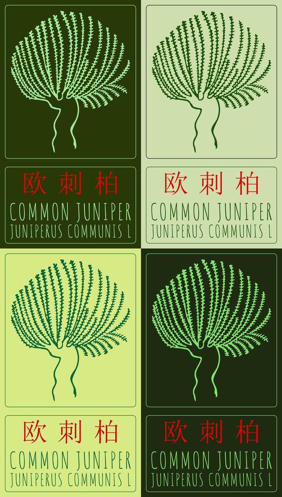 Set of drawing COMMON JUNIPER in Chinese in various colors. Hand drawn illustration. The Latin name is JUNIPERUS COMMUNIS L. vector