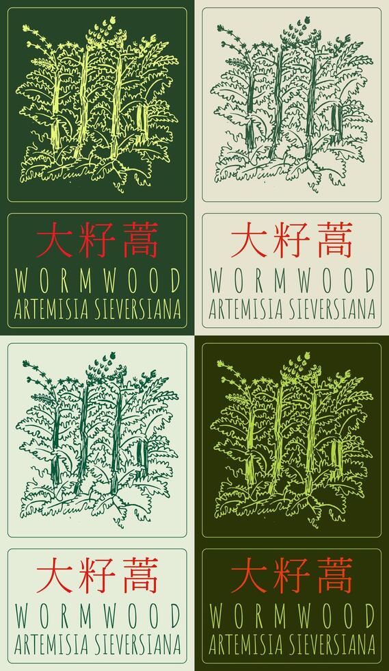 Set of drawing WORMWOOD IRIS in Chinese in various colors. Hand drawn illustration. The Latin name is ARTEMISIA SIEVERSIANA. vector