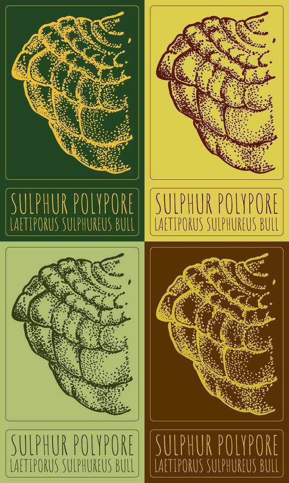 Set of drawing SULPHUR POLYPORE in various colors. Hand drawn illustration. The Latin name is LAETIPORUS SULPHUREUS BULL vector