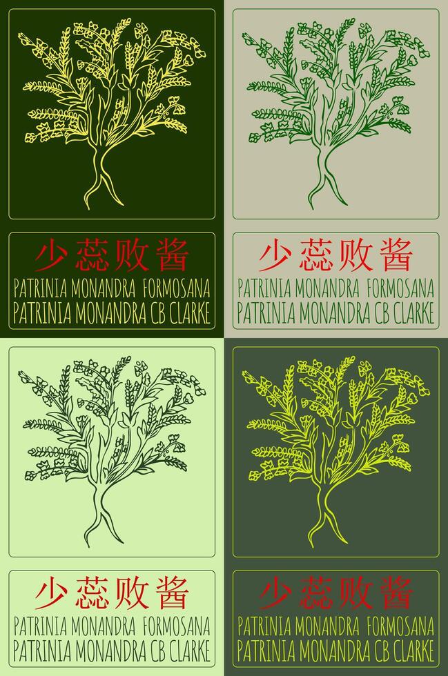 Set of drawing PATRINIA MONANDRA FORMOSANA in Chinese in various colors. Hand drawn illustration. The Latin name is PATRINIA MONANDRA CB CLARKE. vector