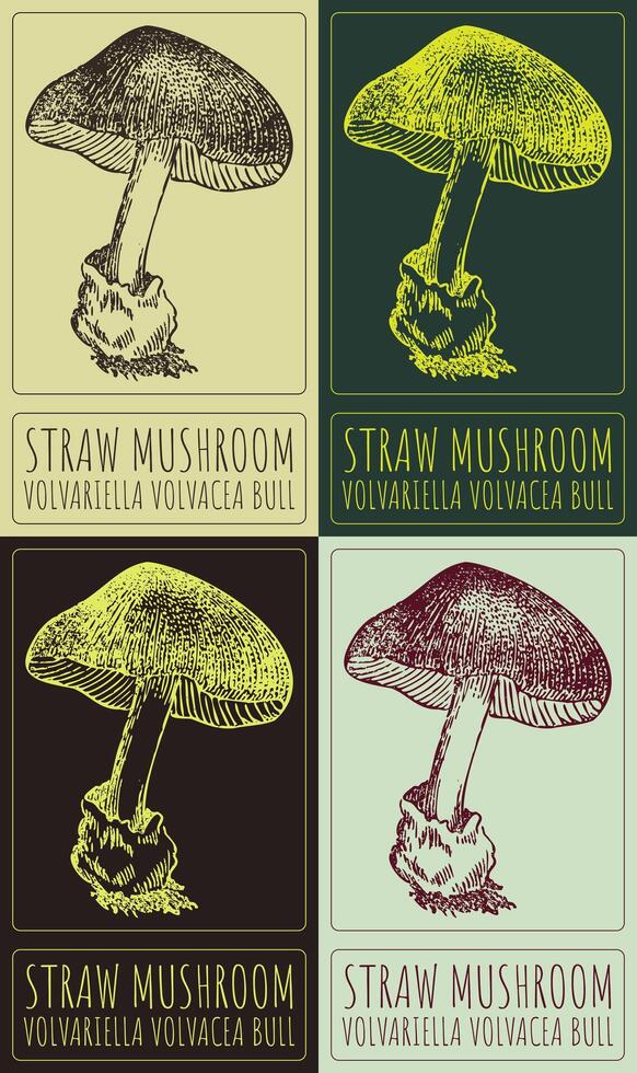 Set of drawing STRAW MUSHROOM in various colors. Hand drawn illustration. The Latin name is VOLVARIELLA VOLVACEA BULL. vector