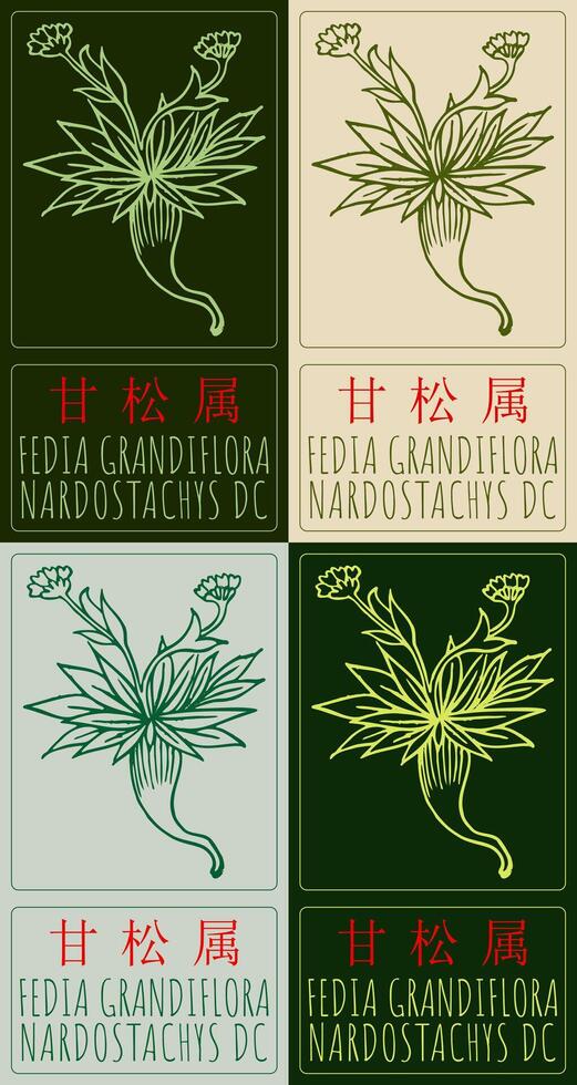 Set of drawing FEDIA GRANDIFLORA in Chinese in various colors. Hand drawn illustration. The Latin name is NARDOSTACHYS DC. vector