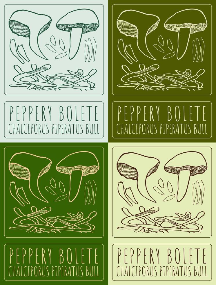 Set of drawing PEPPERY BOLETE in various colors. Hand drawn illustration. The Latin name is CHALCIPORUS PIPERATUS BULL. vector