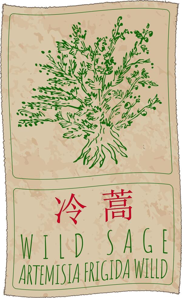 Drawing WILD SAGE in Chinese. Hand drawn illustration. The Latin name is ARTEMISIA FRIGIDA WILLD. vector