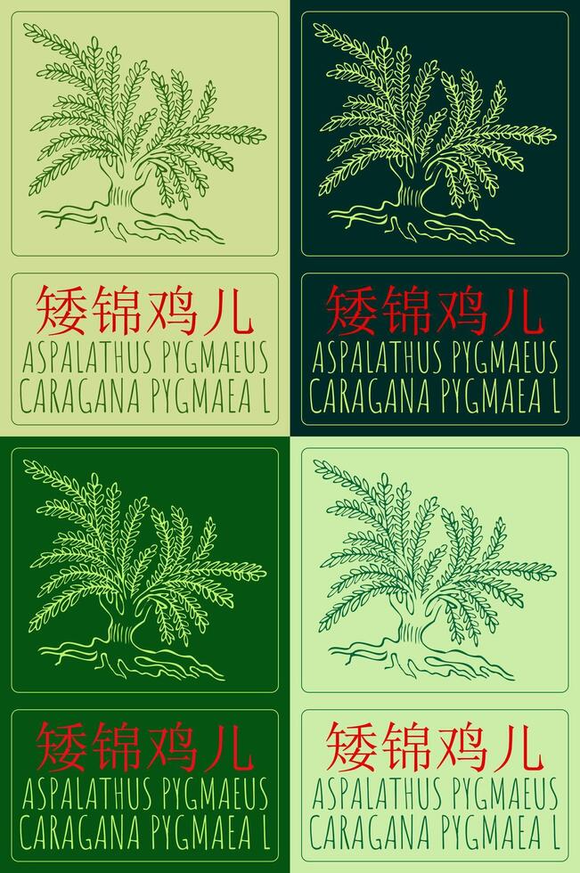 Set of drawing ASPALATHUS PYGMAEUS in Chinese in various colors. Hand drawn illustration. The Latin name is CARAGANA PYGMAEA L vector
