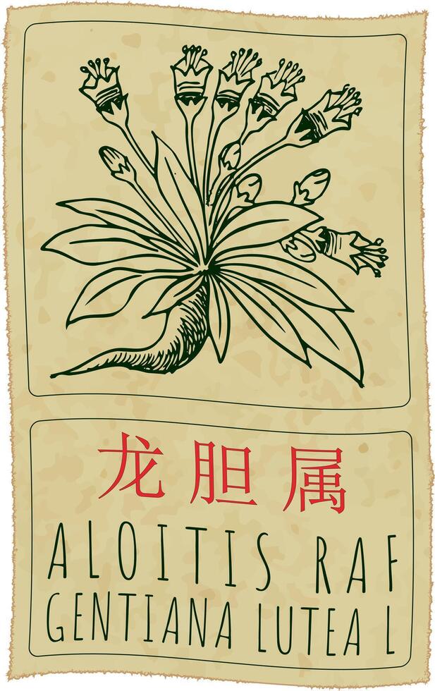 Drawing ALOITIS RAF in Chinese. Hand drawn illustration. The Latin name is GENTIANA LUTEA L. vector