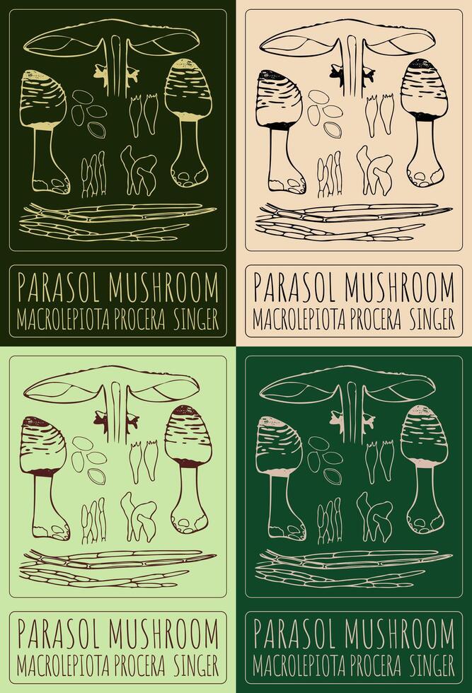 Set of drawing PARASOL MUSHROOM in various colors. Hand drawn illustration. The Latin name is MACROLEPIOTA PROCERA SINGER. vector
