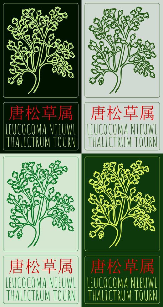 Set of drawing LEUCOCOMA NIEUWL in Chinese in various colors. Hand drawn illustration. The Latin name is THALICTRUM TOURN. vector