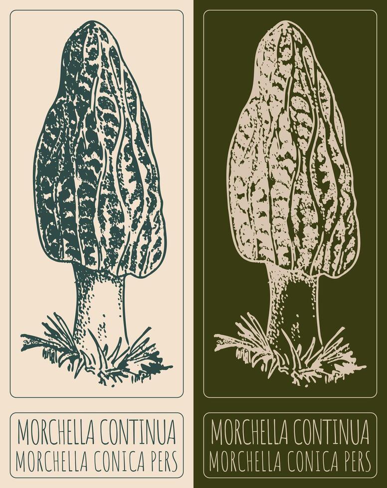 Drawing MORCHELLA CONTINUA. Hand drawn illustration. The Latin name is MORCHELLA CONICA PERS. vector