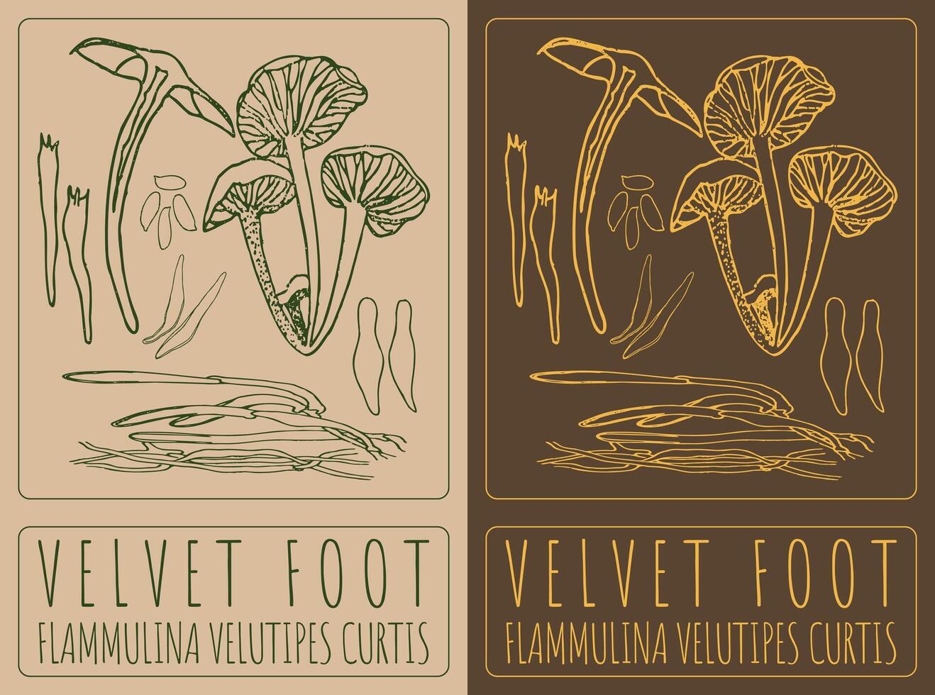 Drawing VELVET FOOT. Hand drawn illustration. The Latin name is FLAMMULINA VELUTIPES CURTIS . vector