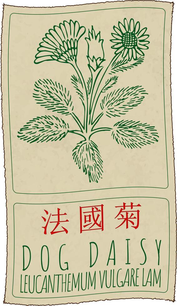 Drawing DOG DAISY in Chinese. Hand drawn illustration. The Latin name is LEUCANTHEMUM VULGARE LAM. vector