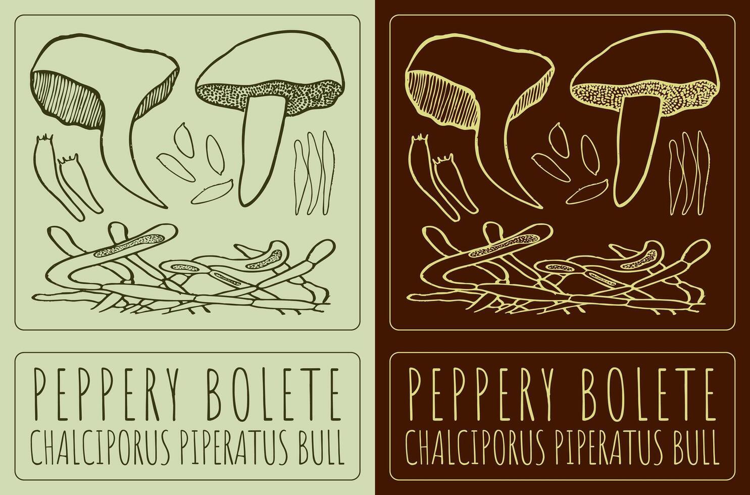 Drawing PEPPERY BOLETE. Hand drawn illustration. The Latin name is CHALCIPORUS PIPERATUS BULL. vector