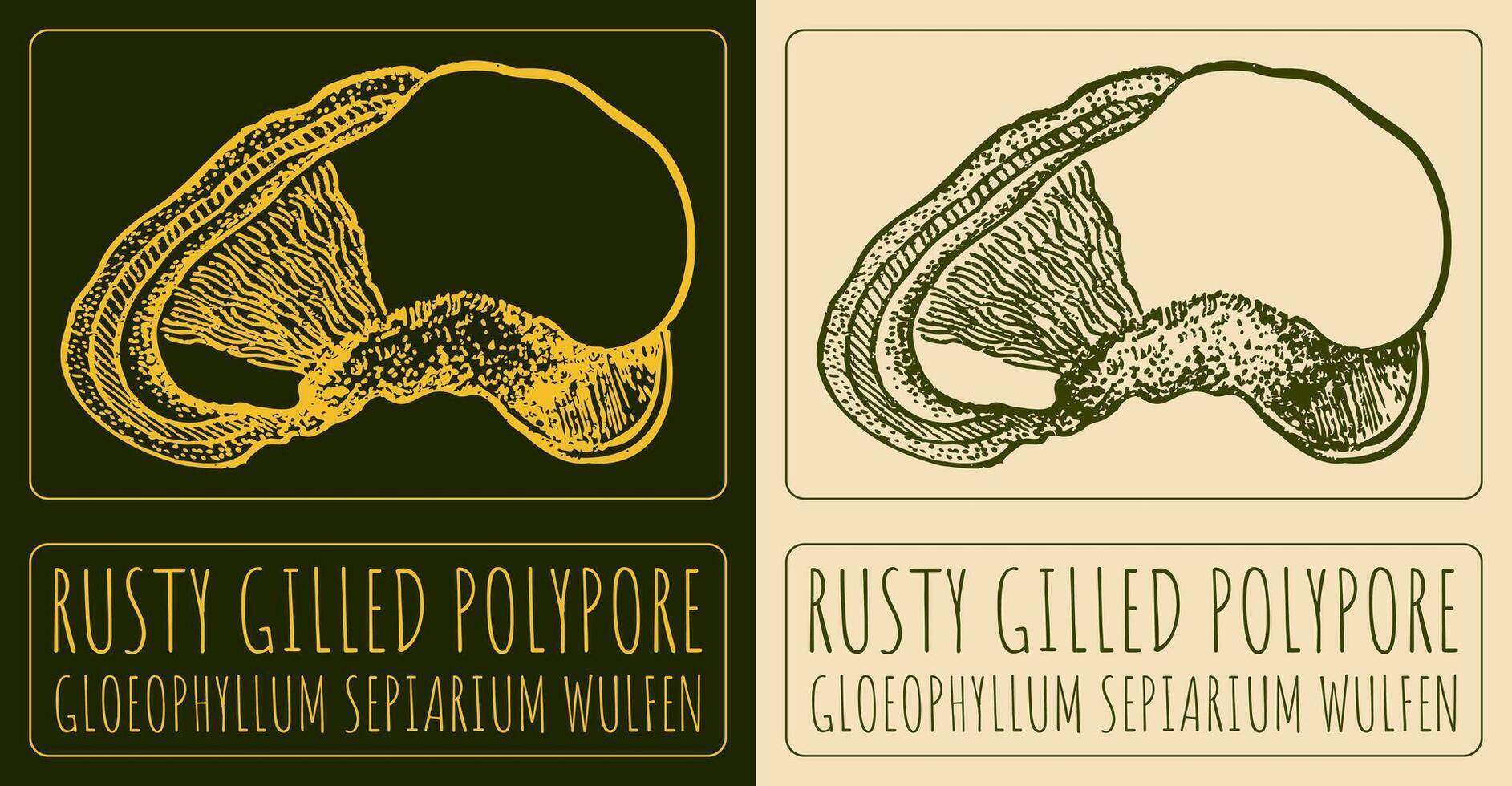 Drawing RUSTY GILLED POLYPORE. Hand drawn illustration. The Latin name is GLOEOPHYLLUM SEPIARIUM WULFEN. vector