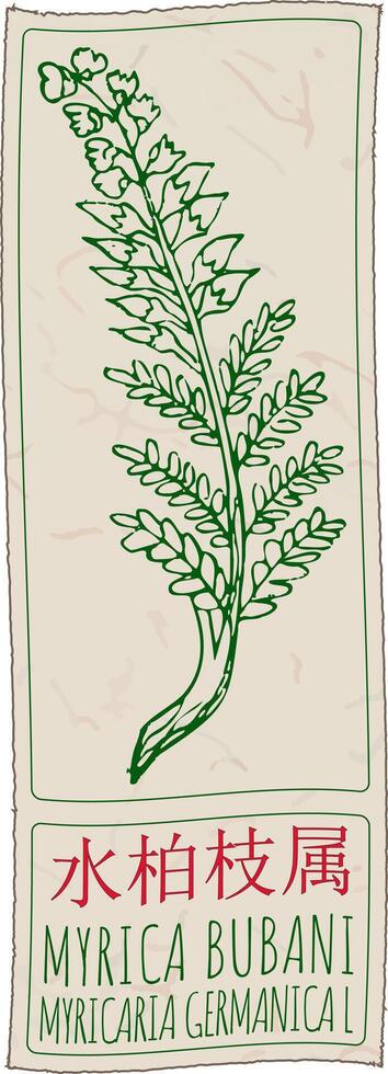 Drawing MYRICA BUBANI in Chinese. Hand drawn illustration. The Latin name is MYRICARIA GERMANICA L. vector