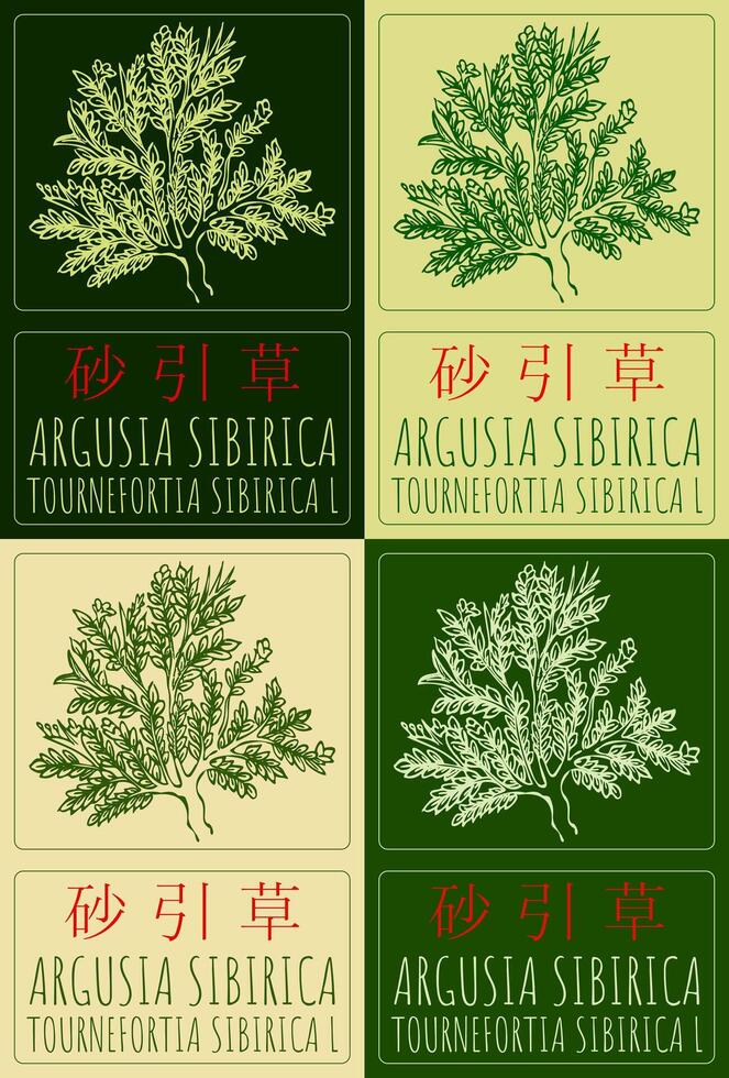 Set of drawing ARGUSIA SIBIRICA in Chinese in various colors. Hand drawn illustration. The Latin name is TOURNEFORTIA SIBIRICA L. vector