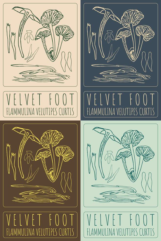 Set of drawing HONEY FUNGUS in various colors. Hand drawn illustration. The Latin name is ARMILLARIA MELLEA VAHL. vector