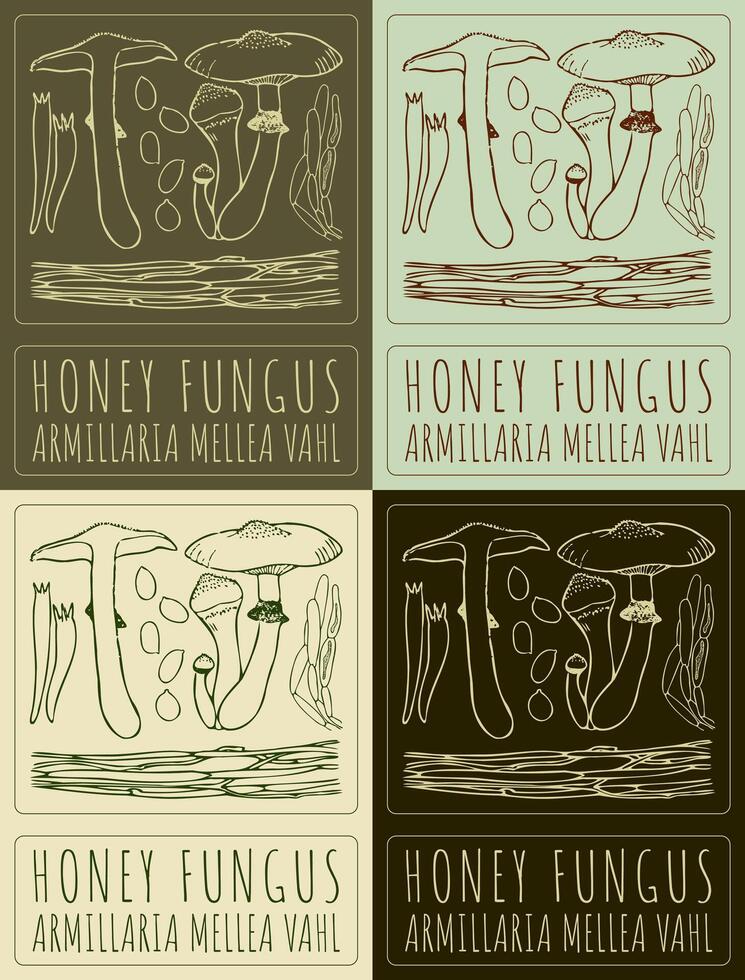 Set of drawing HONEY FUNGUS in various colors. Hand drawn illustration. The Latin name is ARMILLARIA MELLEA VAHL vector