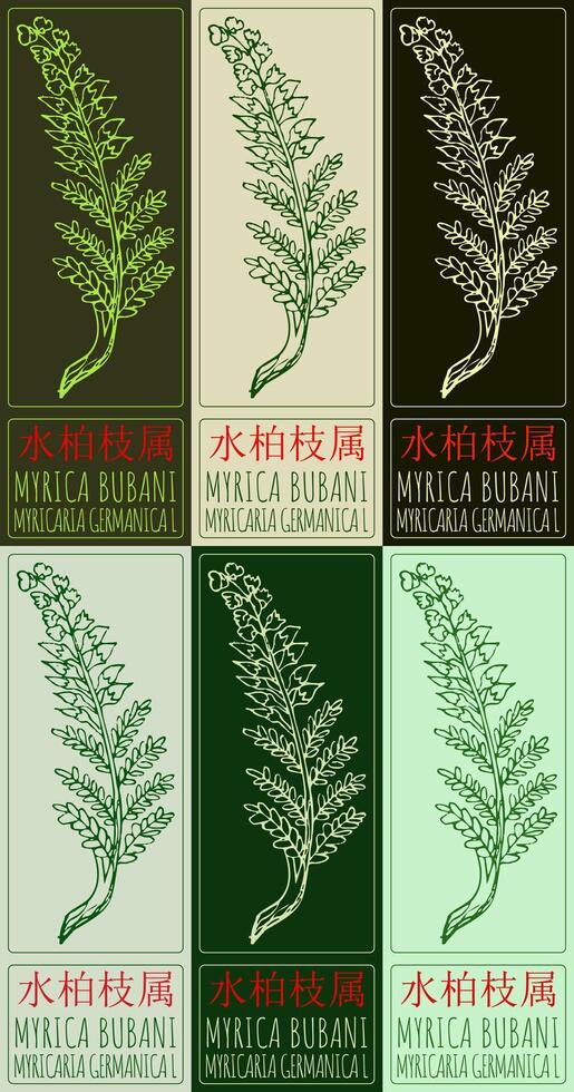 Set of drawing MYRICA BUBANI in Chinese in various colors. Hand drawn illustration. The Latin name is MYRICARIA GERMANICA L. vector