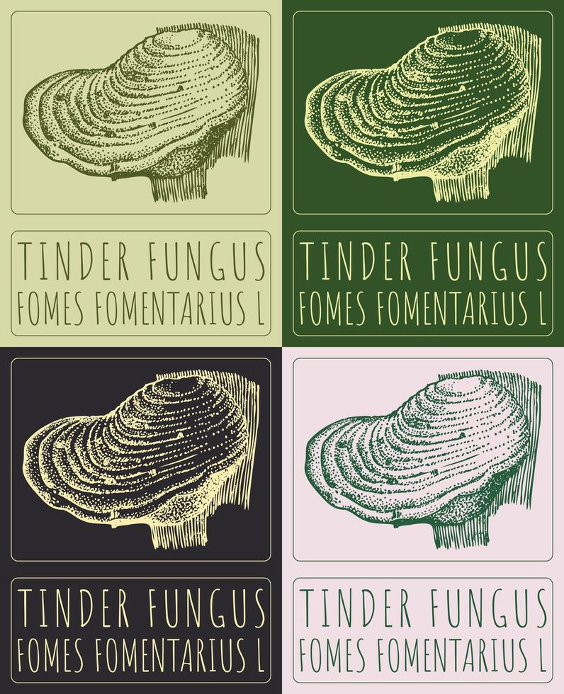 Set of drawing TINDER FUNGUS in various colors. Hand drawn illustration. The Latin name is FOMES FOMENTARIUS L vector