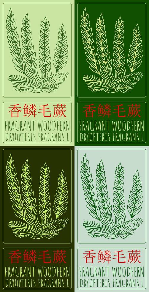 Set of drawing FRAGRANT WOODFERN in Chinese in various colors. Hand drawn illustration. The Latin name is DRYOPTERIS FRAGRANS L. vector