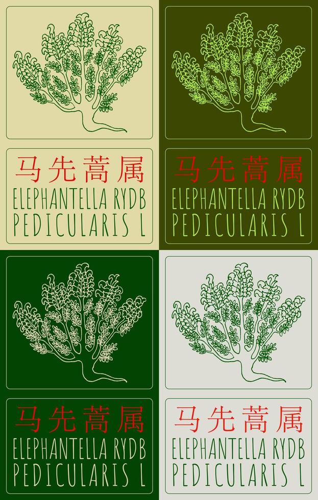 Set of drawing ELEPHANTELLA RYDB in Chinese in various colors. Hand drawn illustration. The Latin name is PEDICULARIS L. vector