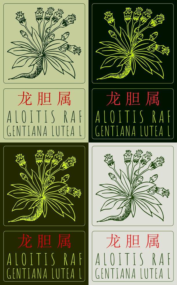 Set of drawing ALOITIS RAF in Chinese in various colors. Hand drawn illustration. The Latin name is GENTIANA LUTEA L. vector