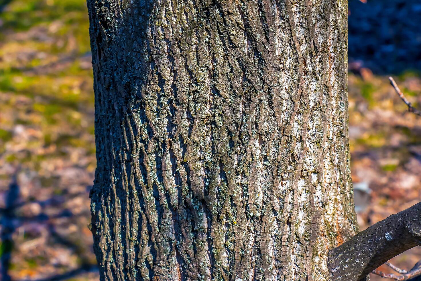 Liriodendron tulip, tulip tree, bark. Liriodendron tulipifera L. Wooden background - texture pattern, for designers photo