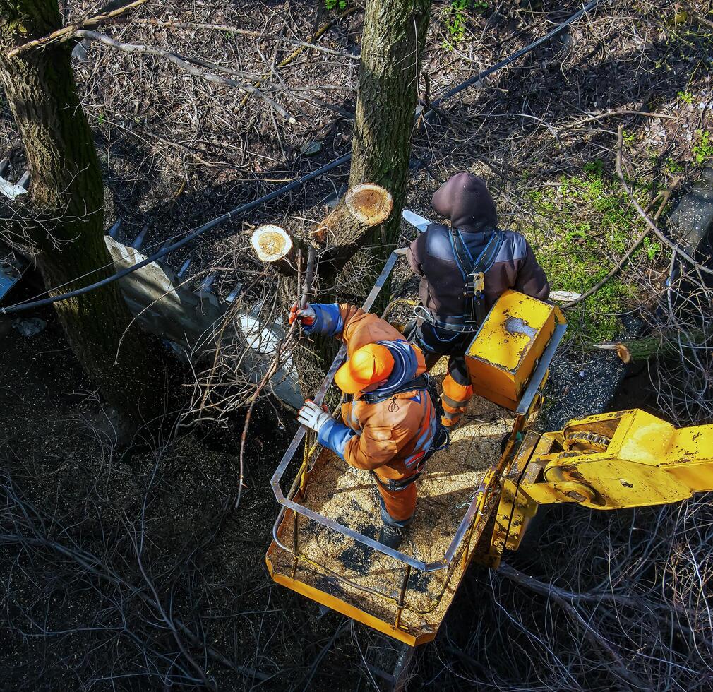 Municipal service workers stand with a chainsaw in a crane basket and trim dangerous trees photo