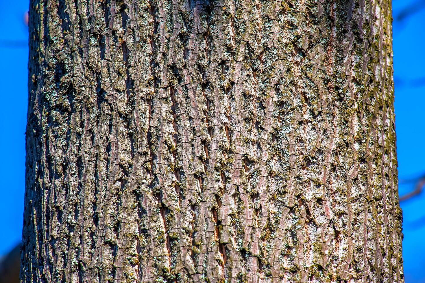 Liriodendron tulip, tulip tree, bark. Liriodendron tulipifera L. Wooden background - texture pattern, for designers photo