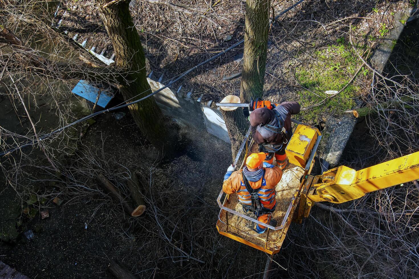 Municipal service workers stand with a chainsaw in a crane basket and trim dangerous trees photo