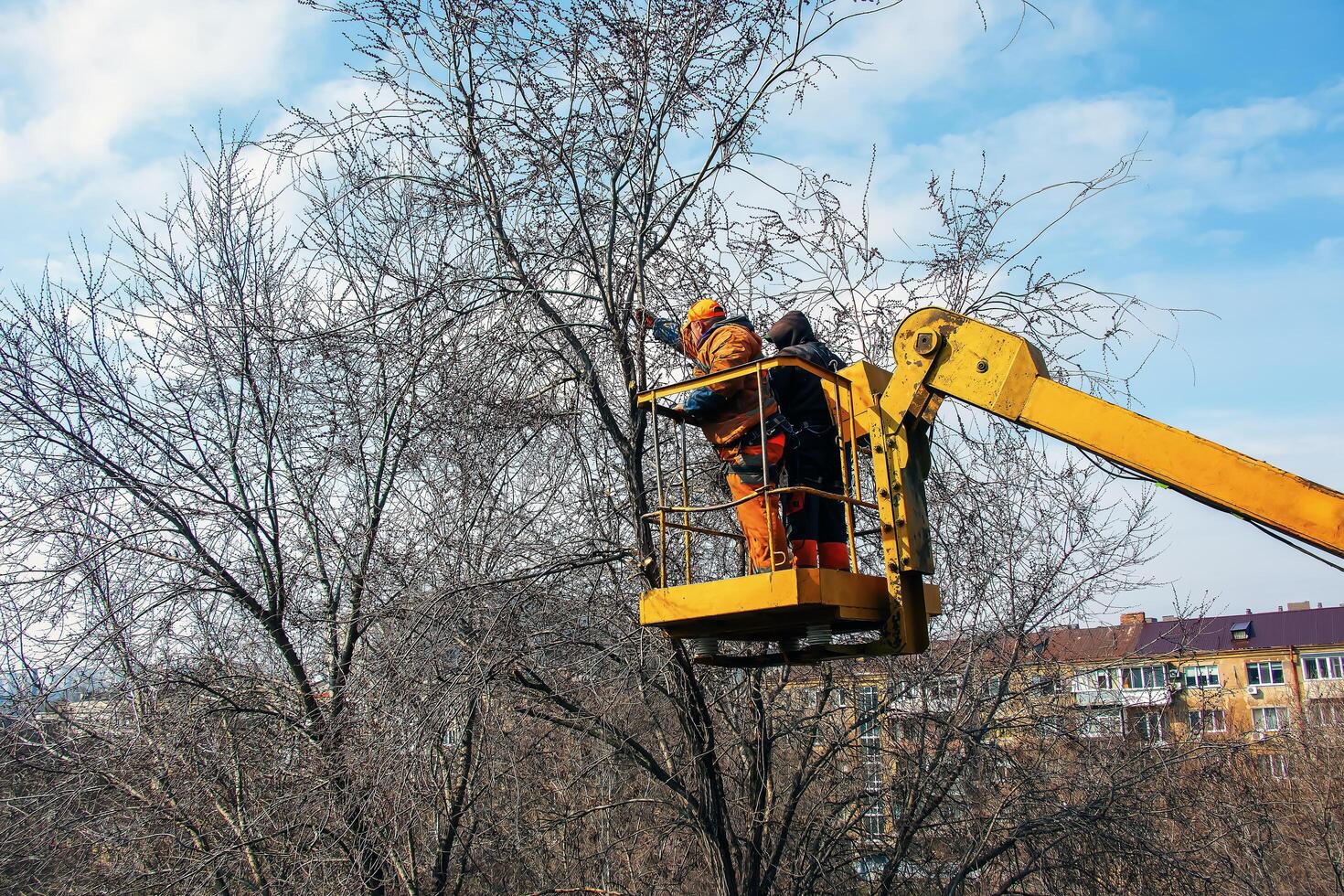 Municipal service workers stand with a chainsaw in a crane basket and trim dangerous trees photo