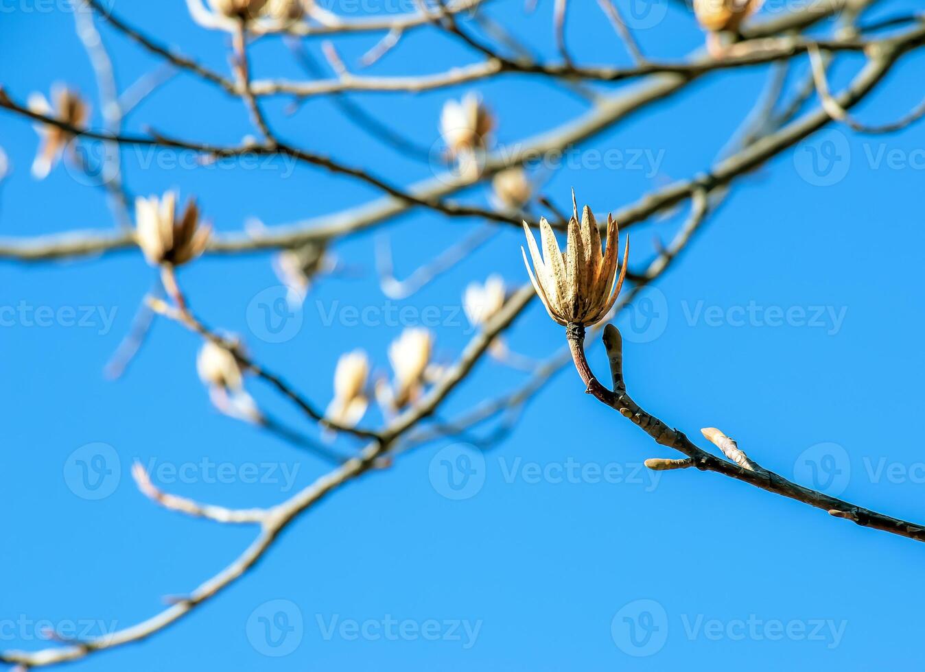 Tulip tree branches with dry flowers and buds against blue sky - Latin name - Liriodendron tulipifera L photo