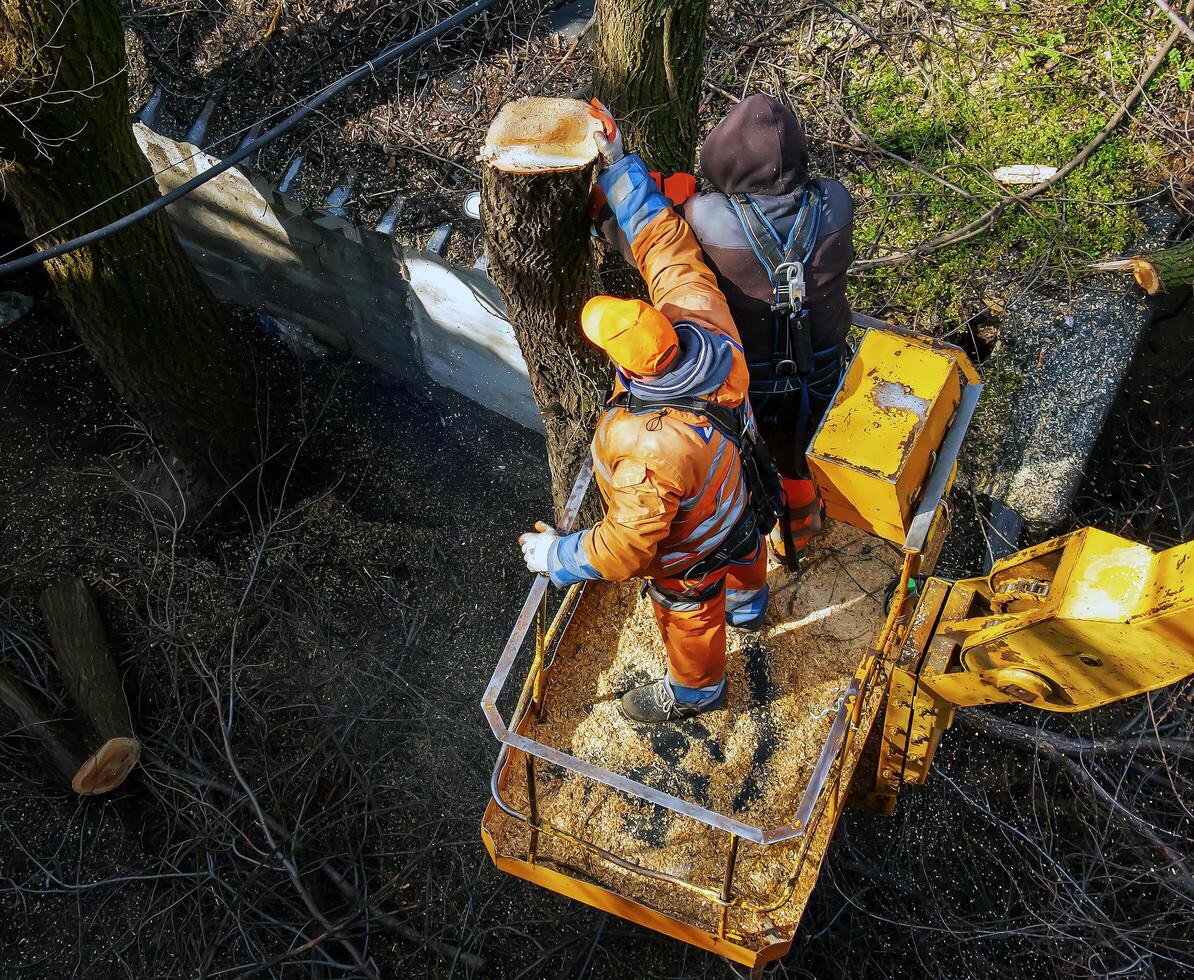 Municipal service workers stand with a chainsaw in a crane basket and trim dangerous trees photo