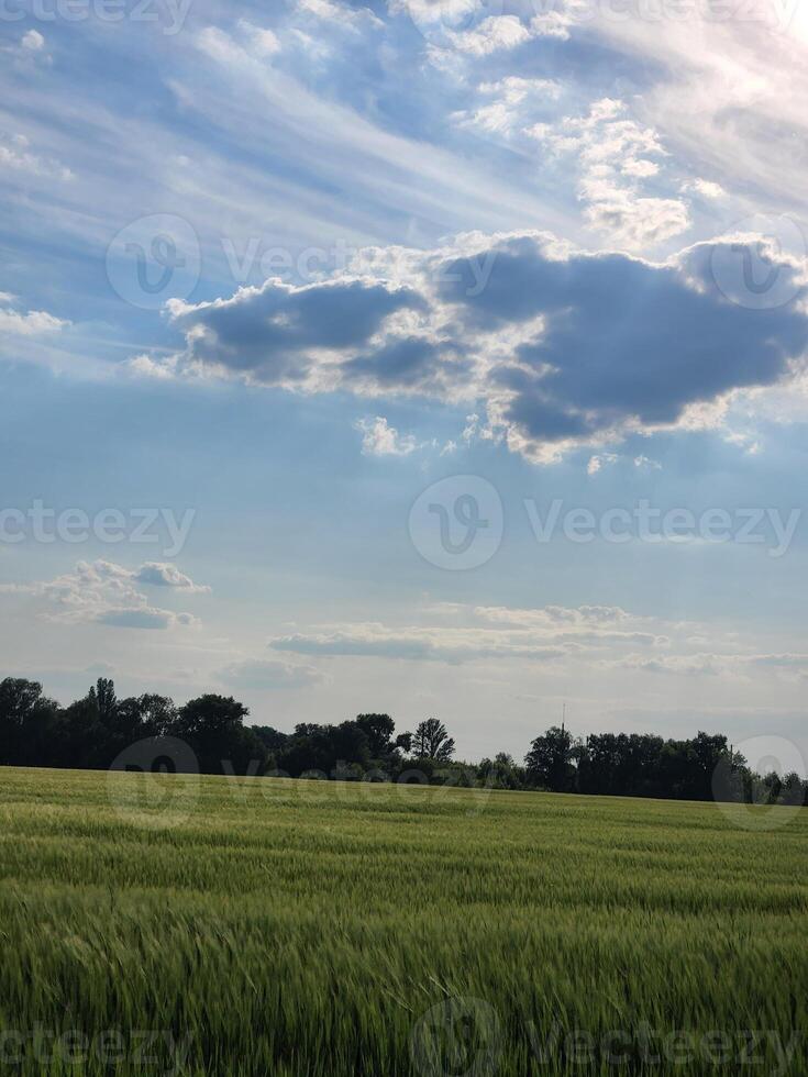 Field with cereal crops. Green field under the sky with clouds. Rural landscape photo