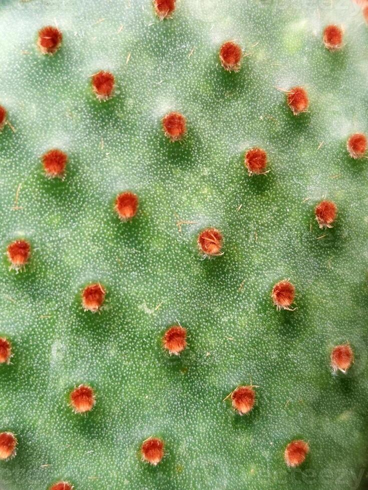Cactus. Cactus stem close up. Floral background photo