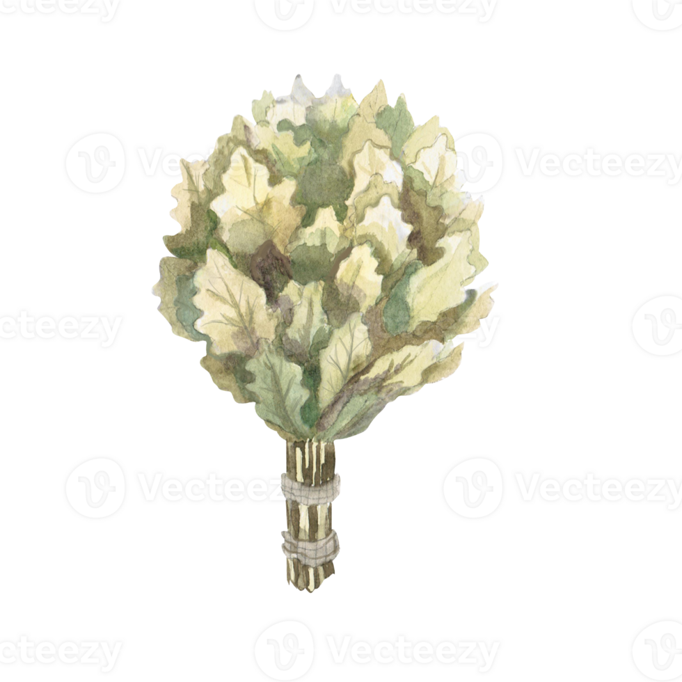 Oak broom in watercolor illustration. Hand-drawn illustration of a bouquet of oak for advertising spas, baths, saunas, beauty salons png