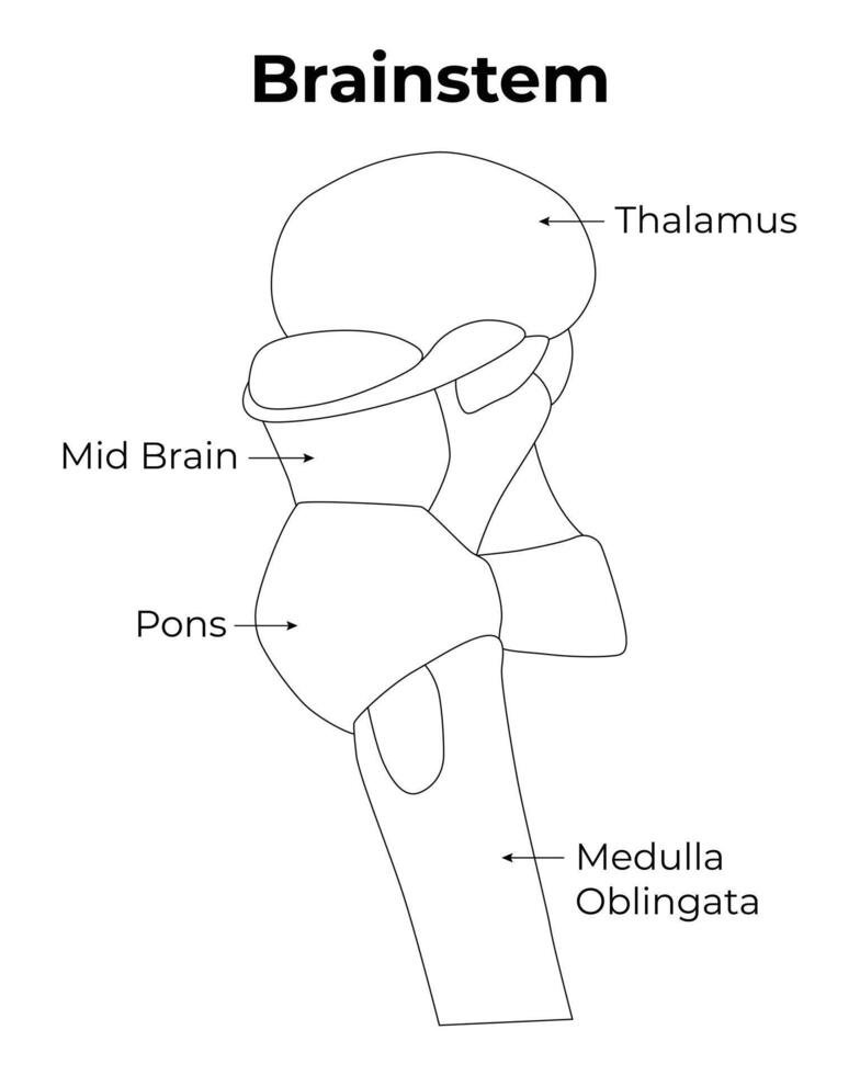 Brainstem Science Design Illustration Diagram vector