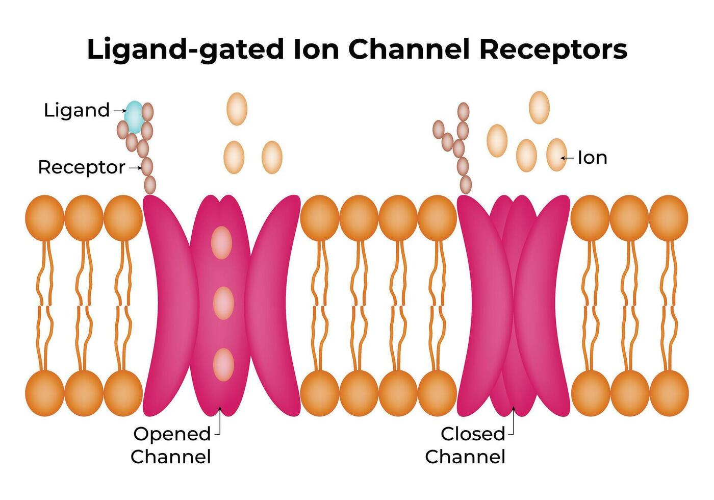 Ligand Gated Ion Channel Receptors Science Design Illustration Diagram vector