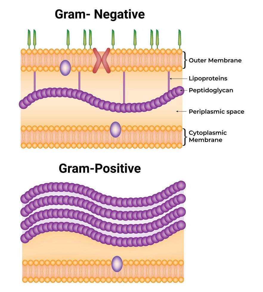 Gram Negative and Gram Positive Science Design Illustration Diagram vector