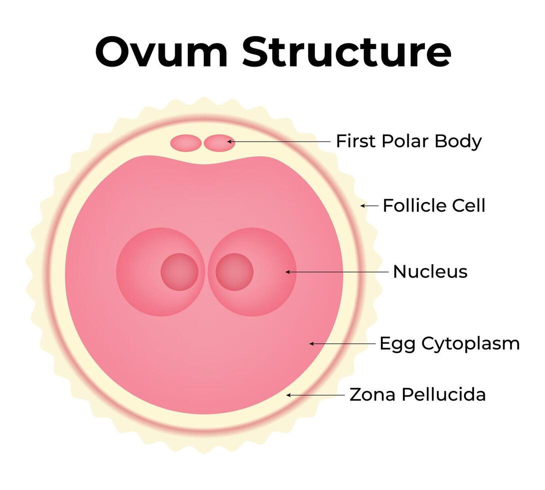 Ovum Structure Science Design Illustration Diagram vector
